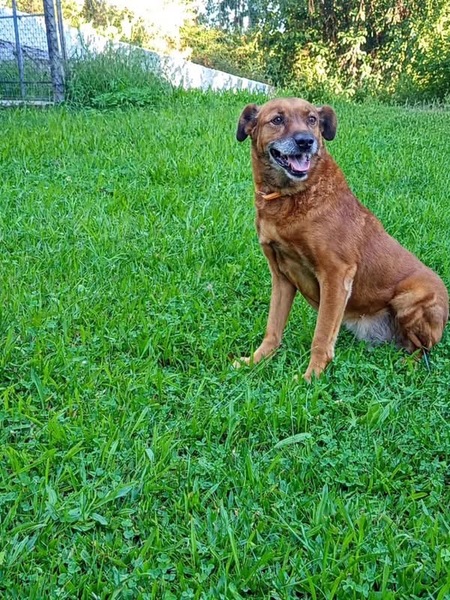 Adopter June