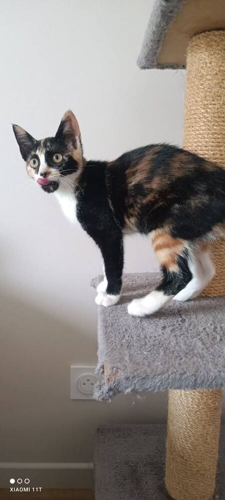 Adopter Bulle