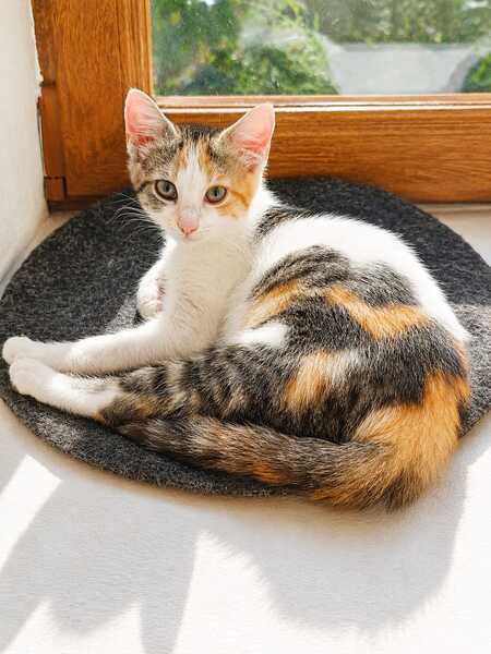 Adopter Bonbon et bulle