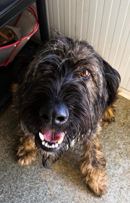 Adopter Candie
