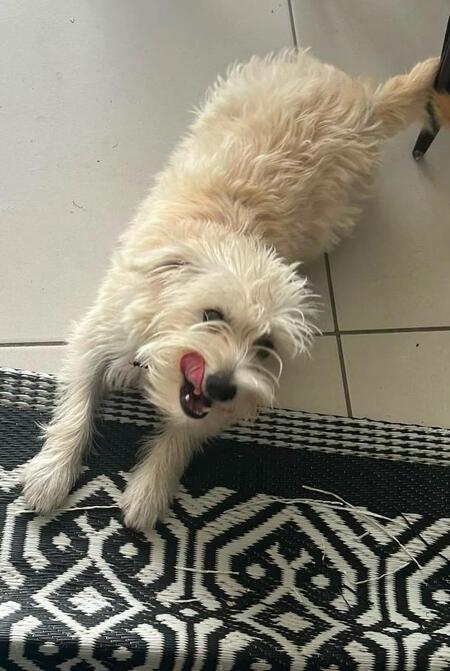 Adopter BELLA