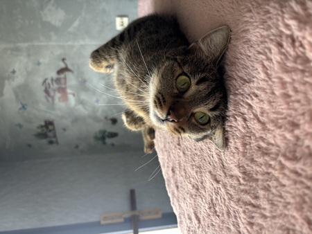 Adopter Yumi