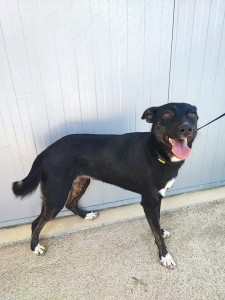 Adopter Cami