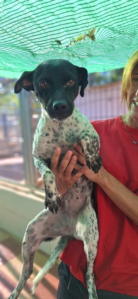 Adopter Oréa