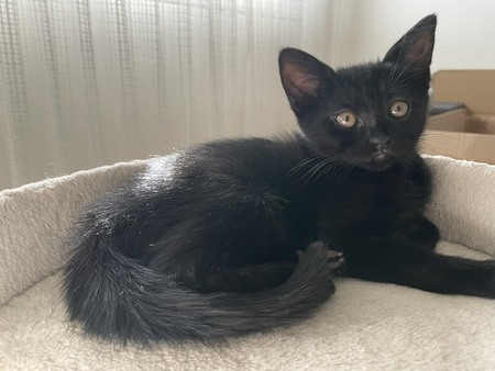 Adopter BETSI