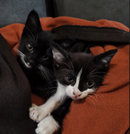 Adopter Caline 