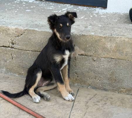 Adopter Lilly