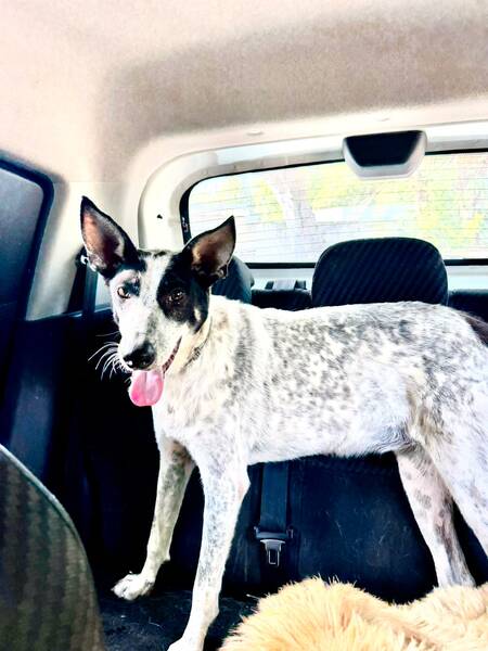 Adopter Milka 
