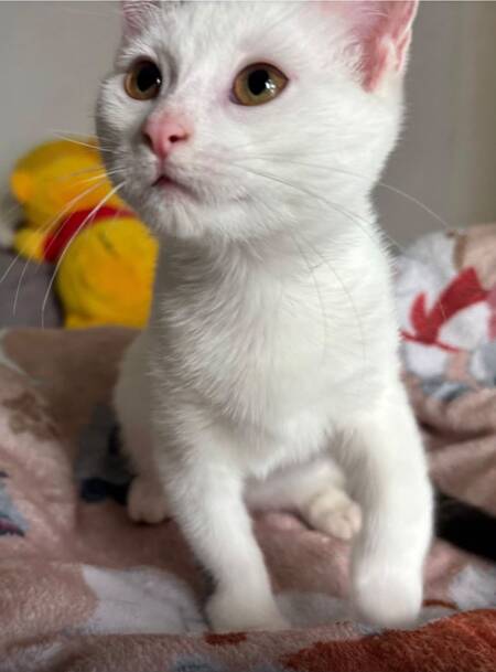 Adopter Perdita