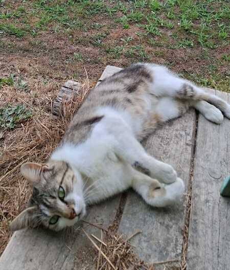Adopter WILLOW