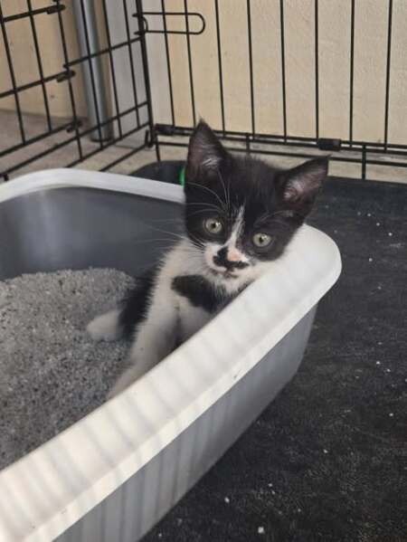 Adopter Pistache