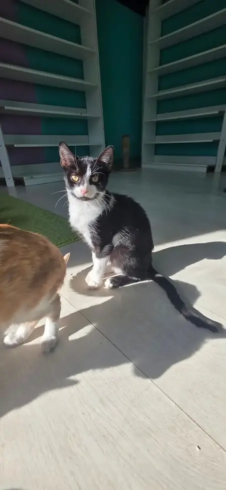 Adopter Fuji