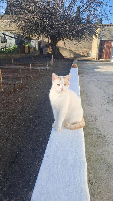 Adopter Chilin