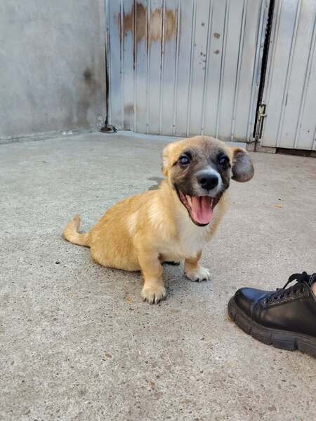 Adopter Soan