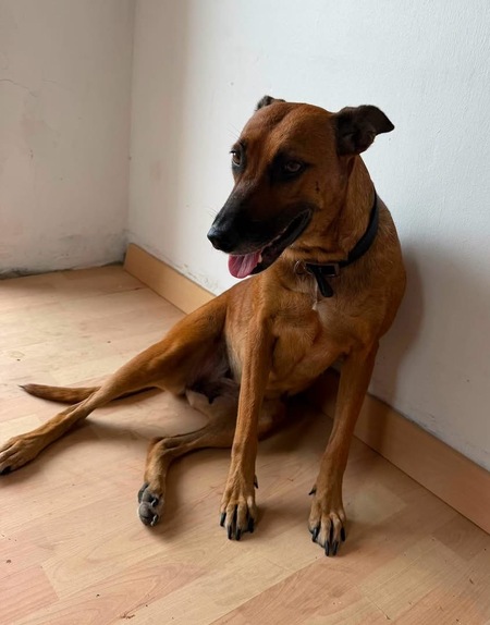 Adopter Neela