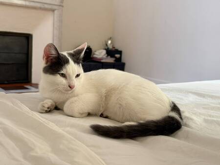 Adopter MyuMyu