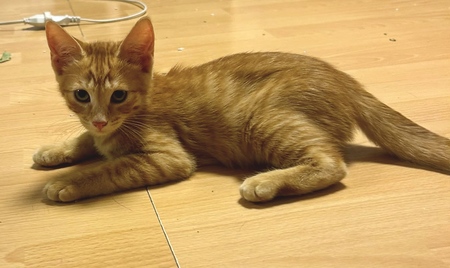 Adopter Brody