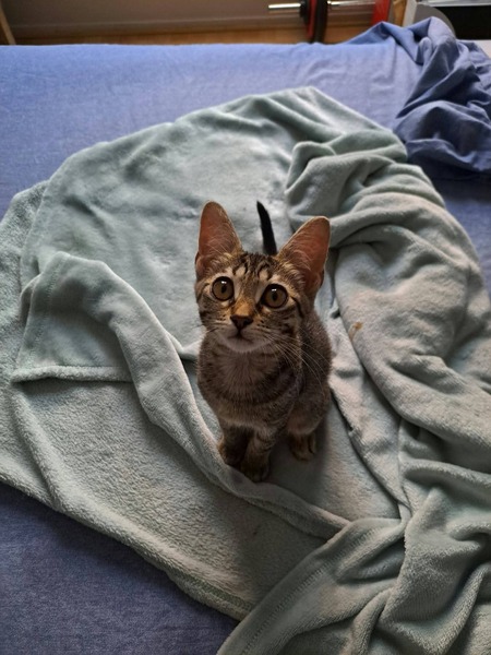 Adopter Bonnie
