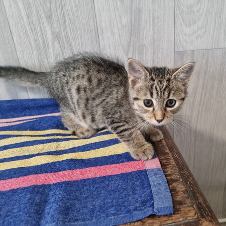 Adopter Bach
