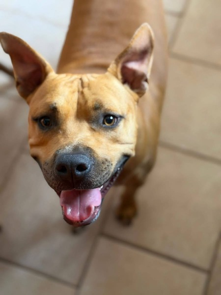 Adopter Omy