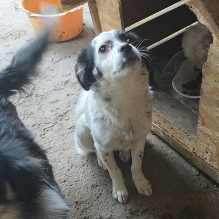 Adopter Trixie