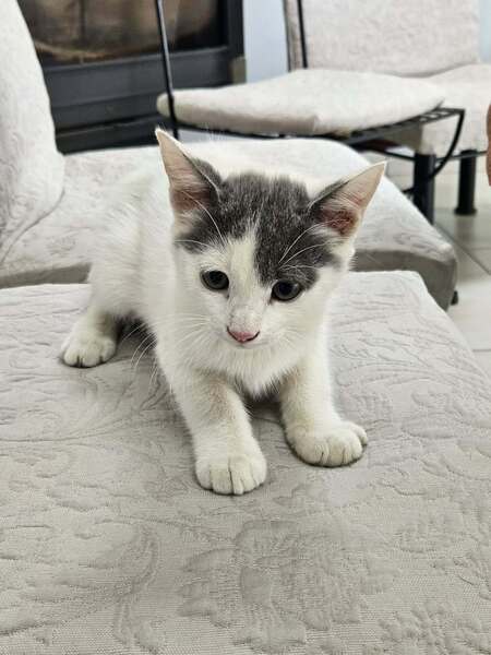 Adopter TOASTY
