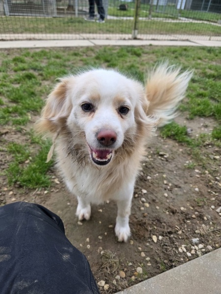 Adopter Baklava