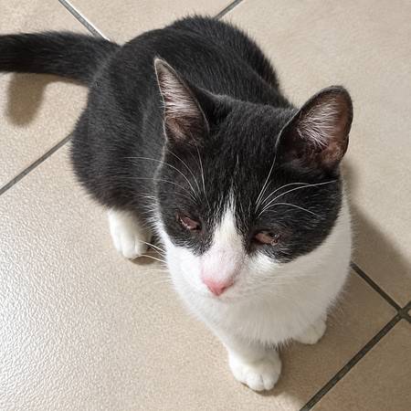 Adopter Ivoire