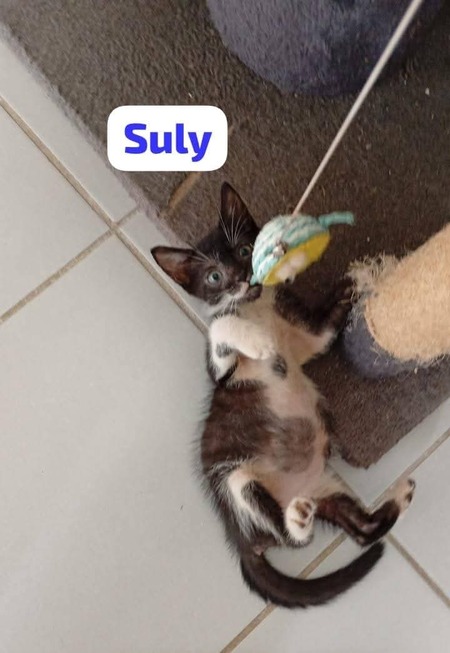 Adopter Suly
