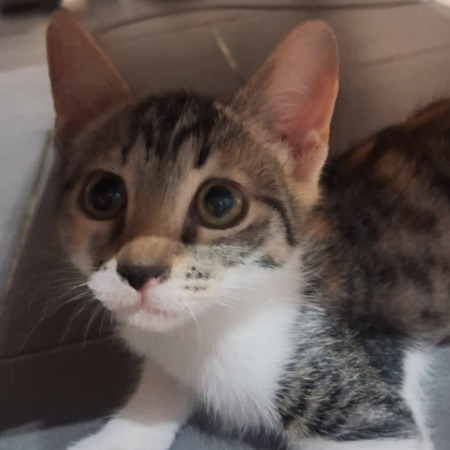 Adopter MORPHEE