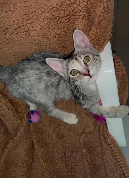Adopter Mia