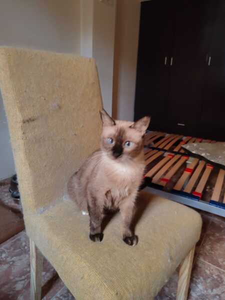 Adopter Ocre