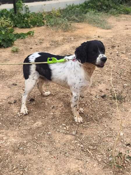 Adopter Macarrón
