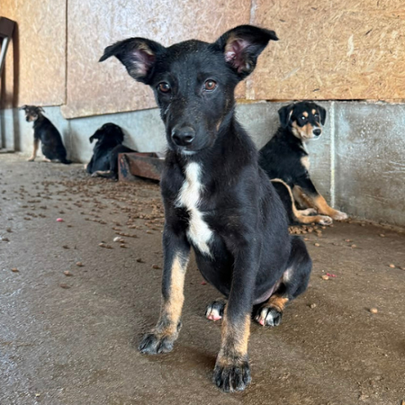 Adopter OYA