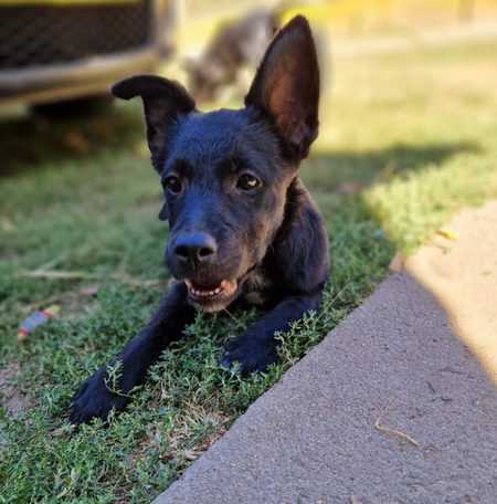 Adopter Liseli