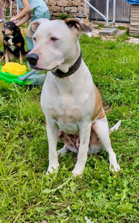 Adopter Romy