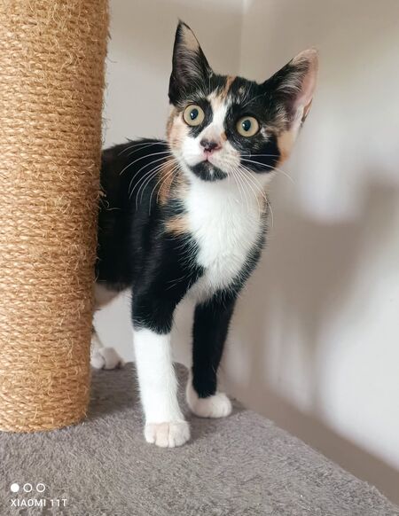 Adopter Bulle