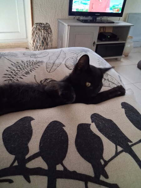 Adopter SPOT