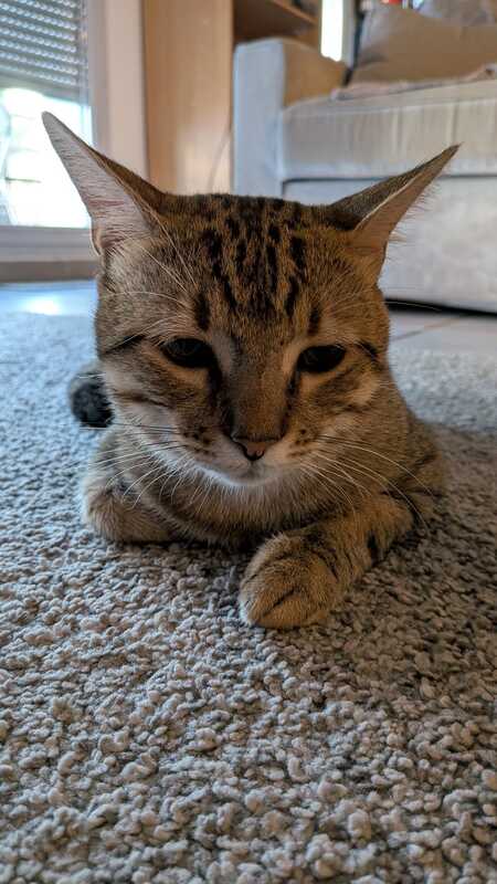Adopter Sweety