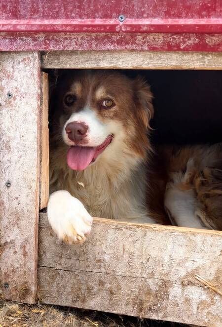Adopter Echo