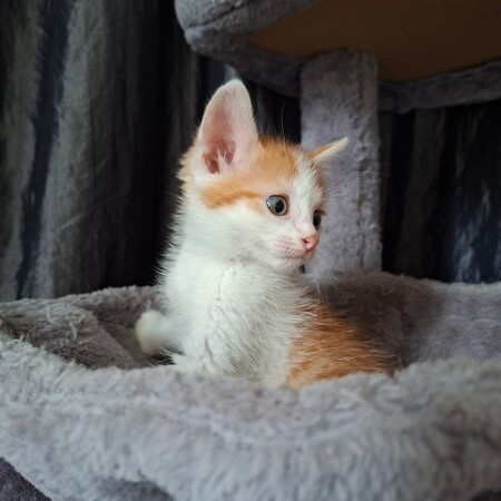 Adopter Blagueur