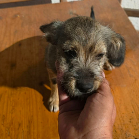 Adopter MICU