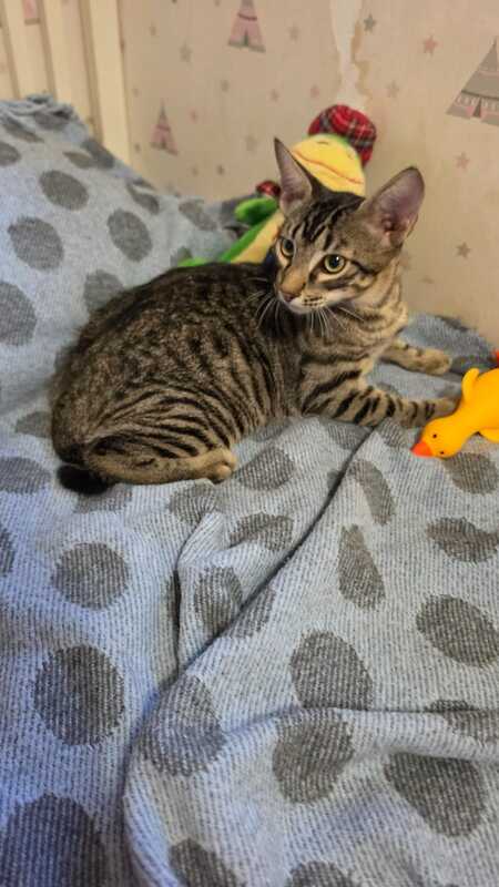Adopter Pipo
