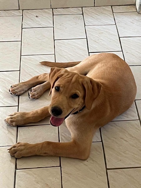 Adopter Chabin