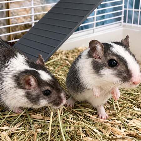 Adopter Tic & Tac 
