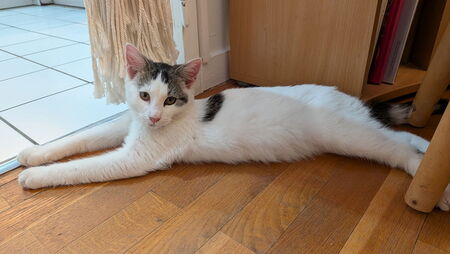 Adopter Baloo et Bianca 