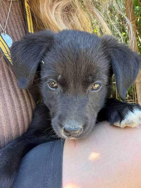 Adopter Maddy