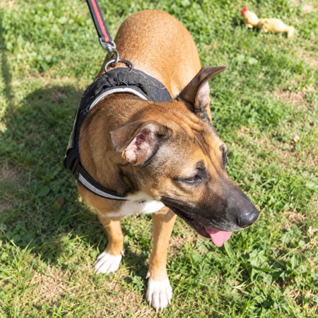 Adopter Mia