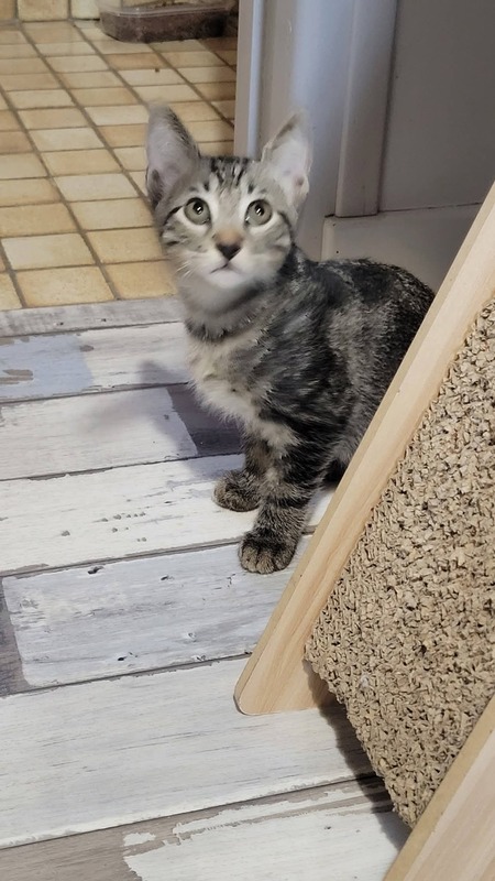 Adopter Bart