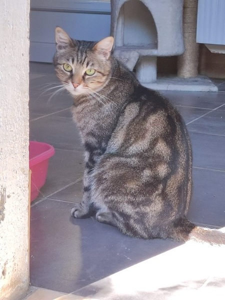 Adopter Omer